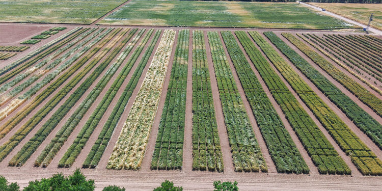 TİGEM'de üretilen tohumların yüzde 45’i kuraklığa dayanıklı