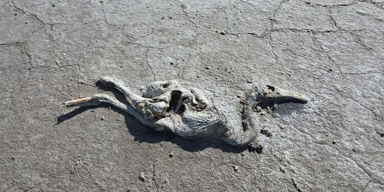 2 bin yavru flamingo öldü