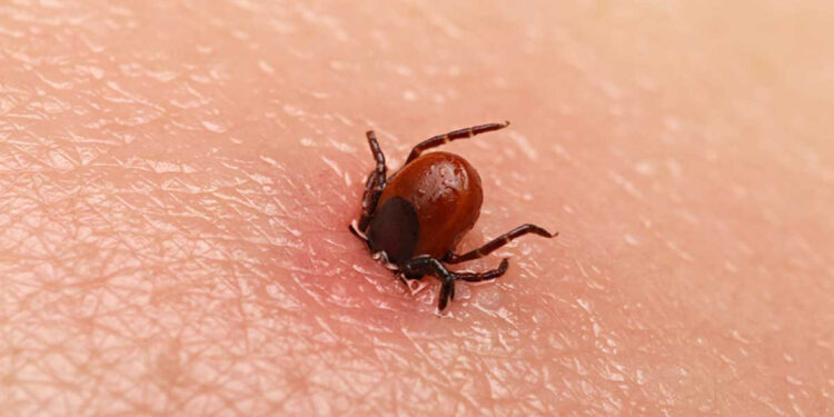 Tekirdağ'da 200 kene tutunması vakasında bulaşıcı hastalığa rastlanmadı