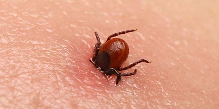Türkiye’de 30'dan fazla hastalık taşıyan yeni bir kene türü keşfedildi