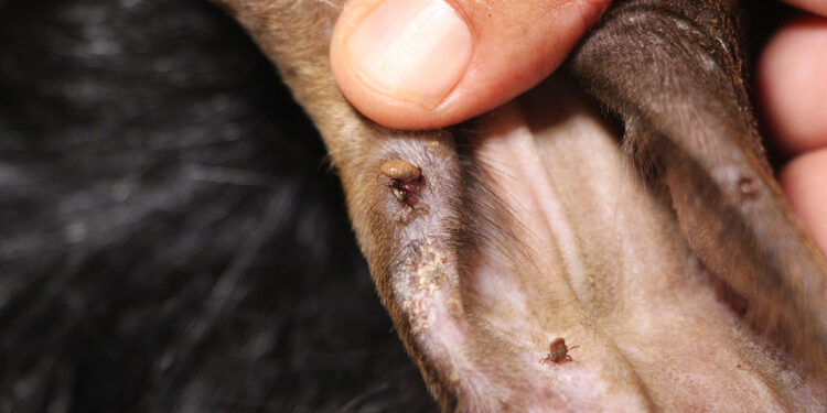 Türkiye'de KKKA'ya yakalanan kişilerde ölüm oranı yüzde