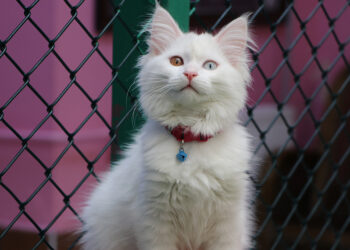 Van Kedi Villası'na 55 yeni üye katıldı