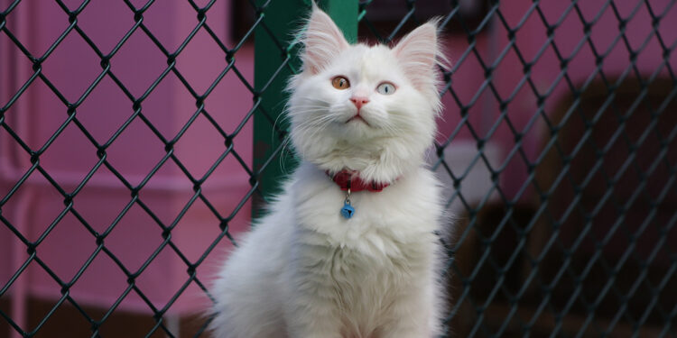 Van Kedi Villası'na 55 yeni üye katıldı