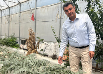 Volkanik cüruf ile topraksız tarım yapılıyor