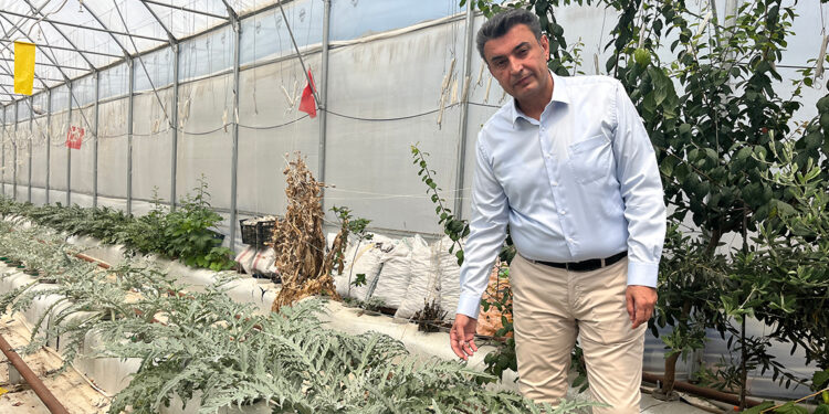 Volkanik cüruf ile topraksız tarım yapılıyor