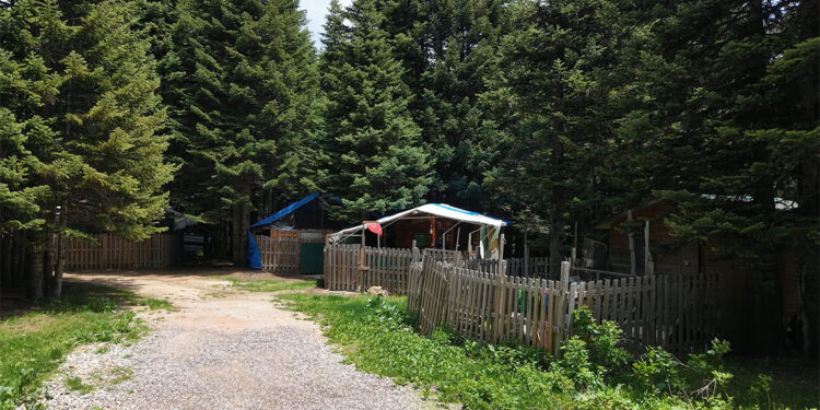 Yeşile bürünen beyaz cennet yaza hazır