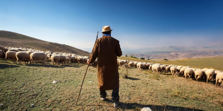 Yabancı çobanlara çalışma izni başvuruları başladı