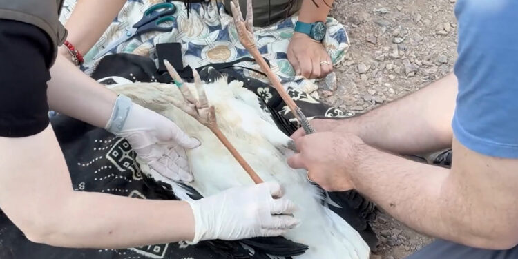 Yaren leyleğin yavruları halkalandı; göç yolculukları izlenecek