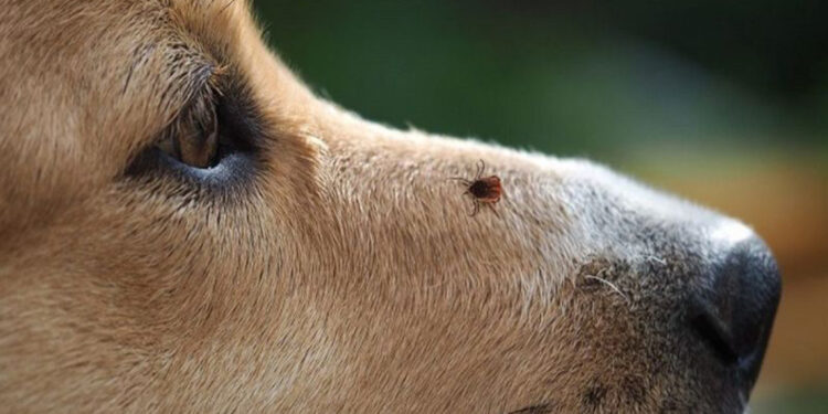 Yaz aylarında hayvanlar için kene tehlikesi