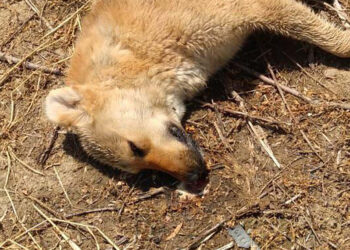 Zehirlendikleri öne sürülen 6 sokak köpeği ile 2 kedi öldü