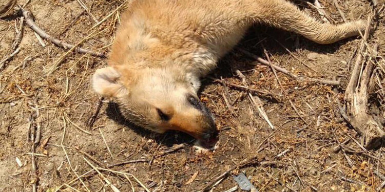 Zehirlendikleri öne sürülen 6 sokak köpeği ile 2 kedi öldü