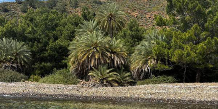 Datça Hurması diye bir şey var, haberiniz var mı?