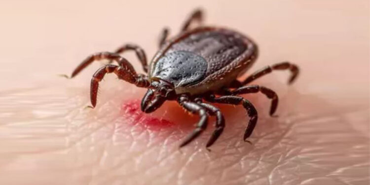 Kabus büyüyor: Kene ölümleri artıyor