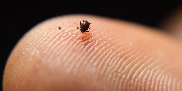 Çankırı'da kenenin ısırdığı 5 çocuk annesi öldü