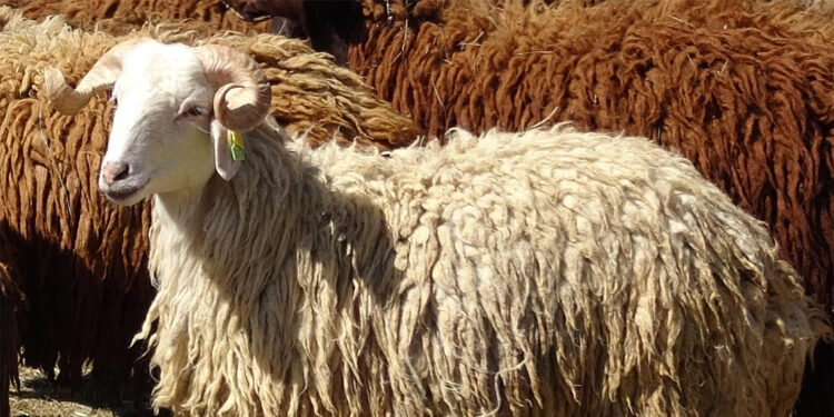 Bir kemiğin hatırası