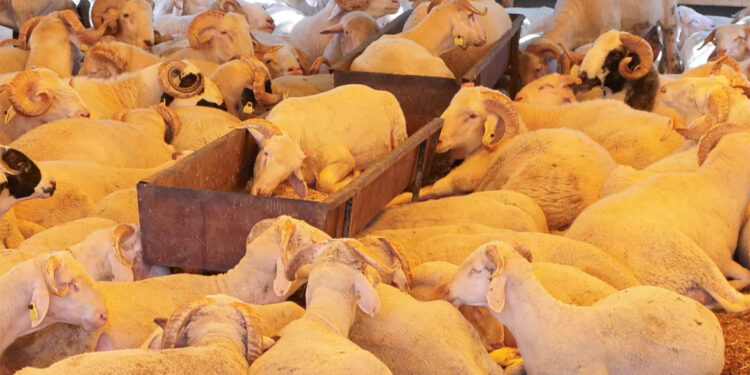 Kurban pazarlarında alıcı fiyata satıcı maliyete bakıyor