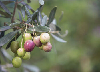 Toprağın dilinden bir yaşam destanı; Zeytin