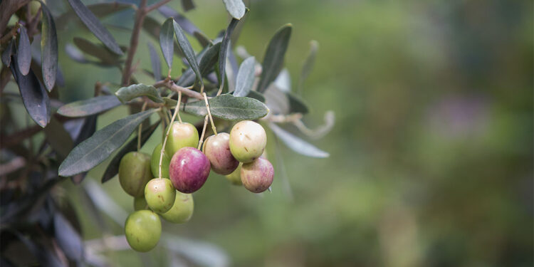 Toprağın dilinden bir yaşam destanı; Zeytin