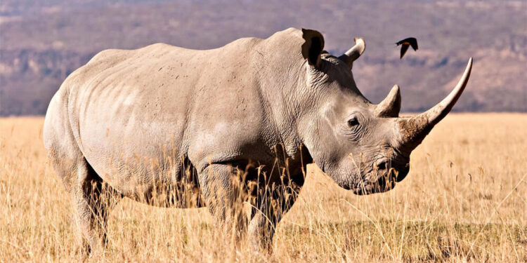 24 milyon yıllık gergedan fosilinden protein çıkarıldı
