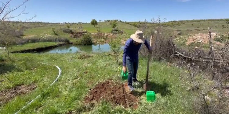 25 yıldır fidan dikiyor