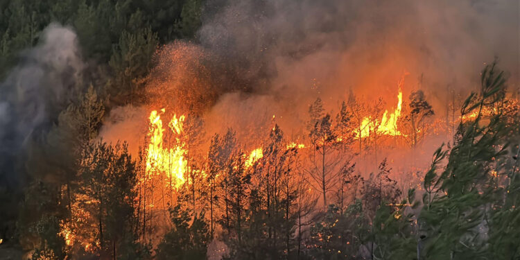 6 ormandaki yangın tamamen kontrol altına alındı