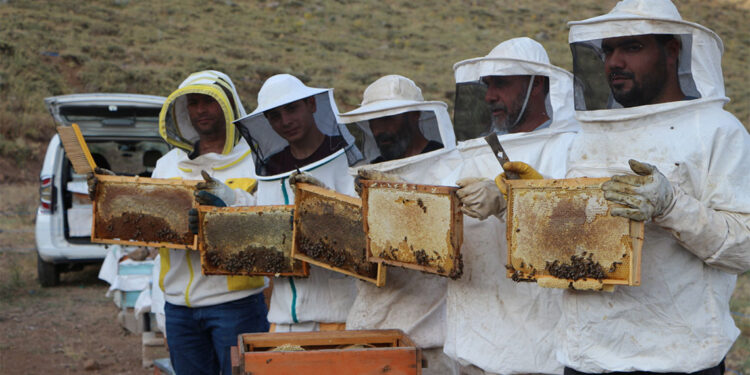 Bingöl balında hasat sezonu başladı