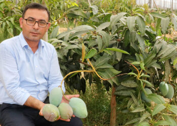 Tüketicimiz yerli mangoyu tercih etsin