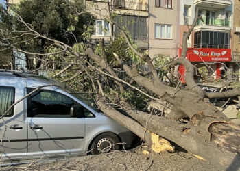 Aydın'da süs ağacı araçların üzerine devrildi
