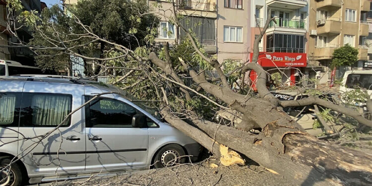 Aydın'da süs ağacı araçların üzerine devrildi