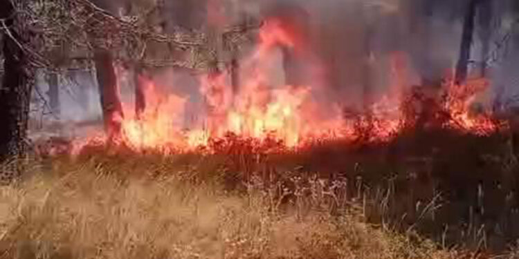 Aydos Ormanı'nda çıkan yangın kontrol altına alındı 