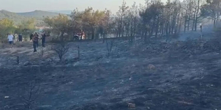 Balıkesir'deki orman yangını 1 saatte kontrol altına alındı
