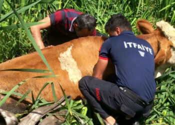 Bataklığa saplanan 2 büyükbaşı itfaiye ekipleri kurtardı
