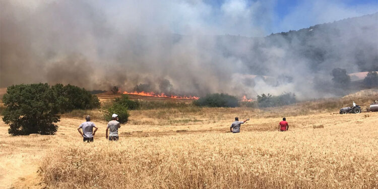 Bursa'da anız yangını ormana sıçradı