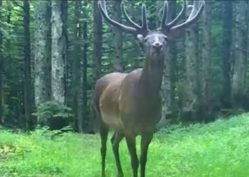 Bursa’da fotokapanlara bu kez bir kızılgeyik yansıdı