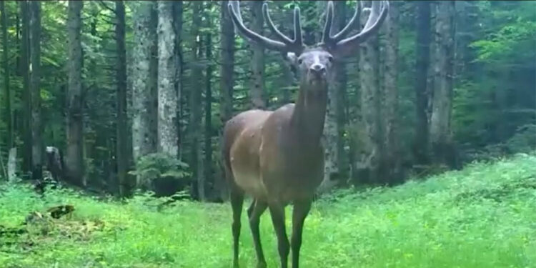 Bursa’da fotokapanlara bu kez bir kızılgeyik yansıdı