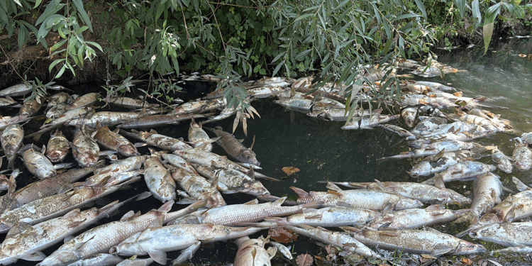 Bartın Irmağı'nda balık ölümleri