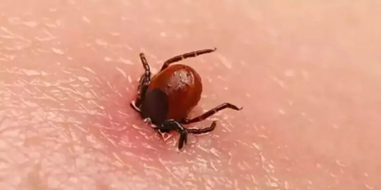 Bolu'da kenenin ısırdığı kadın öldü