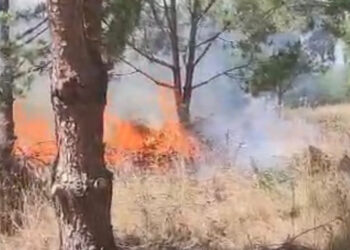 Bursa'da ağaçlık alanda yangın