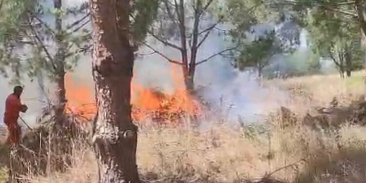 Bursa'da ağaçlık alanda yangın
