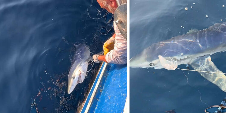 balıkçıların oltasına mavi köpek balığı takıldı