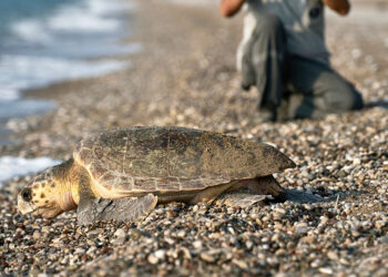 Caretta carettalar Çıralı sahilinde koruma altına alındı