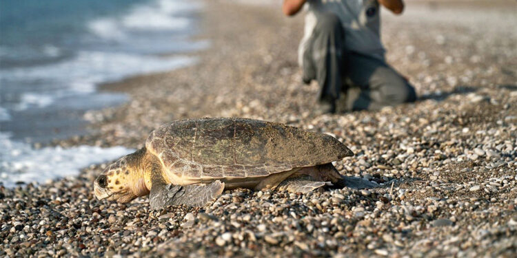 Caretta carettalar Çıralı sahilinde koruma altına alındı