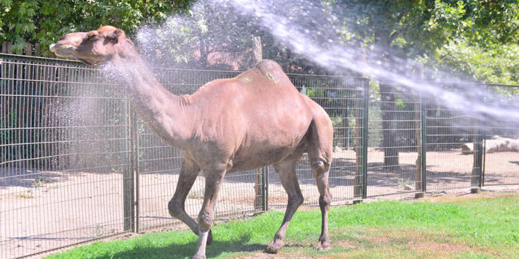 Çöl sıcaklarından bunalan develer hortumla serinletildi