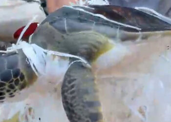 Çuvala dolanan caretta caretta kurtarıldı