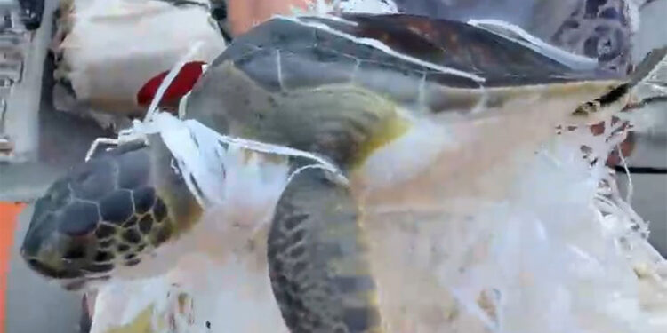 Çuvala dolanan caretta caretta kurtarıldı