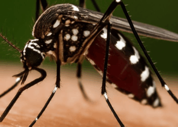 Chikungunya virüsü nedir? Türkiye'de vaka var mı? 