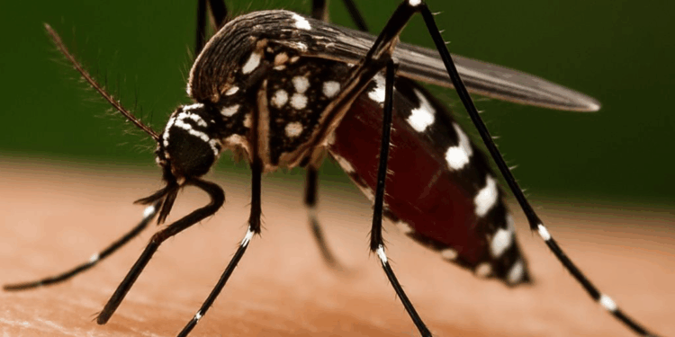 Chikungunya virüsü nedir? Türkiye'de vaka var mı? 