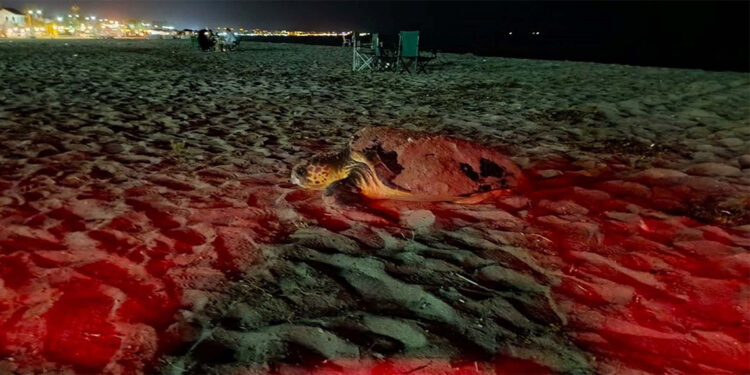 deniz kaplumbağaları son yumurtalarını bırakmak için sahile çıkıyor