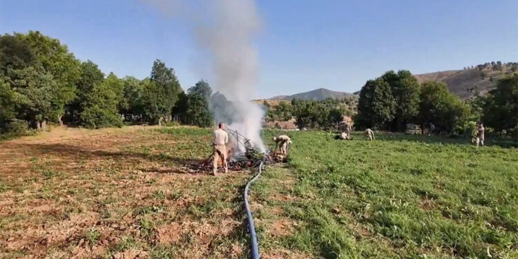 Diyarbakır'da 4 milyon 459 bin kök kenevir ele geçirildi; 17 tutuklama