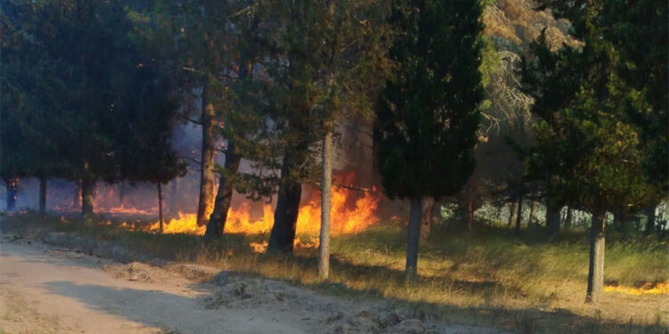 Edirne'de çıkan orman yangını söndürüldü!